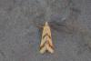 Aethes sp.